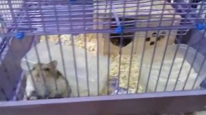 Домик для хомяка своими руками...1