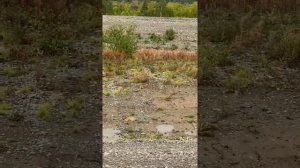 Не ходи сынок в лесок одинок