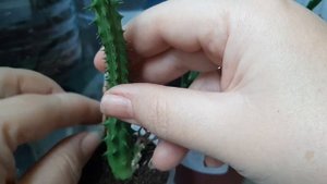 Стапелия и гуерния. Отличия. Посадка.