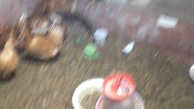 Дачные новоселы Луня и Троня - Билефельдеры молодки 7 месяцев смотреть онлайн