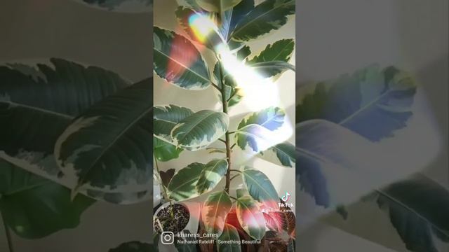 Rubber Plant Variegated - Ficus Tineke #rubberplant