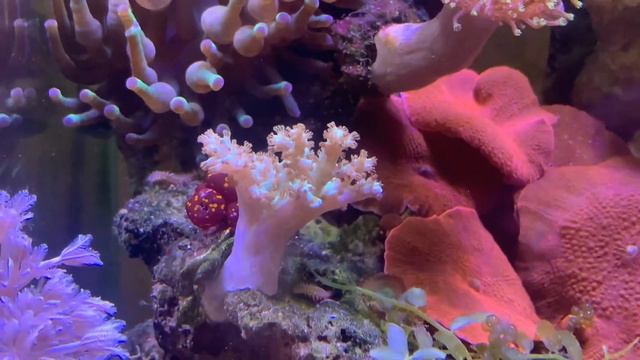 Морской аквариум. Клоун прячется. Крабик.