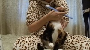 ЧИСТКА ЗУБОВ у кошек