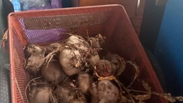 Грибы зонтики, угостили друзья смотреть онлайн