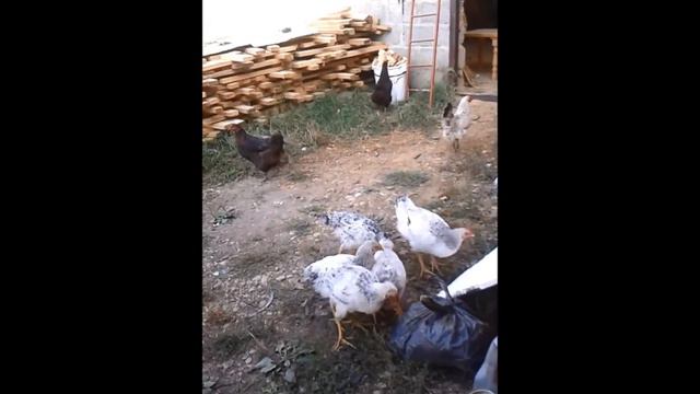 Пенопластовые куры смотреть онлайн