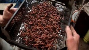 Отделение червя от субстрата!