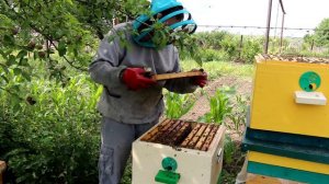 Подсадка матки в сот Никот Nikot. Случайный отводок. Как быстро пчёлы тянут вощину.