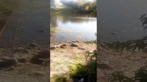 А Над Гудзоном, тихо тучи проплывают!!! В Новлянске вечер наступает, как Всегда!!!