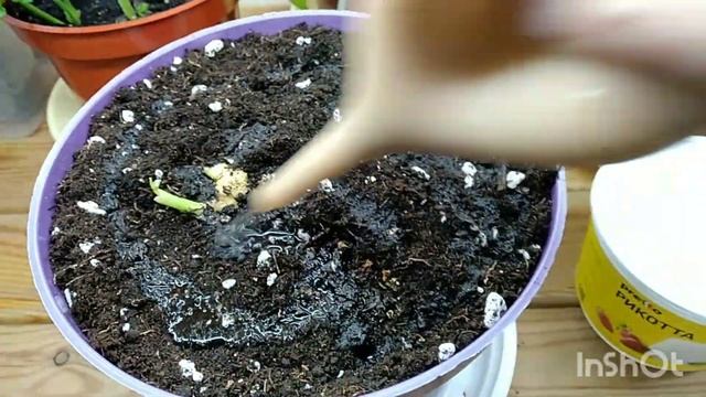 Как вырастить Имбирь из Магнита#сочинцы#переезднаюг#веснавсочи#sochi2023