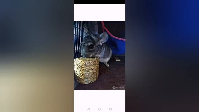 Что делать если у вас аллергия на сено? Можно ли его заменить? смотреть онлайн