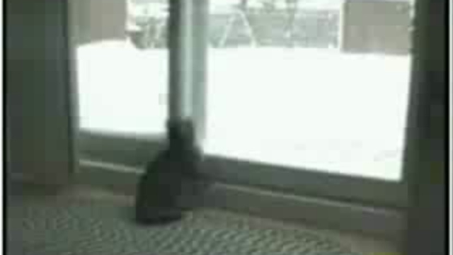 смешные кошки смотреть онлайн