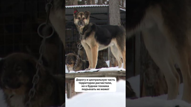 Нужна помощь. Приюты для безнадзорных животных накрыло сугробами #новостисахалина #сахалин