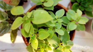 обзор моих пеперомий