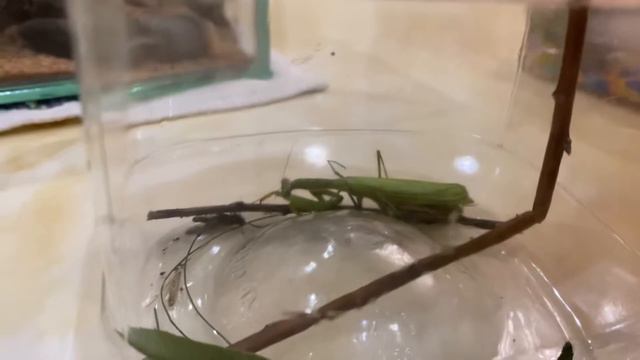 Богомол,египетский карликовый богомол,красноухая черепаха смотреть онлайн