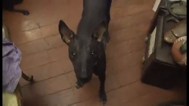 Mexico 2012 - Carnaval Merida Yucatan смотреть онлайн