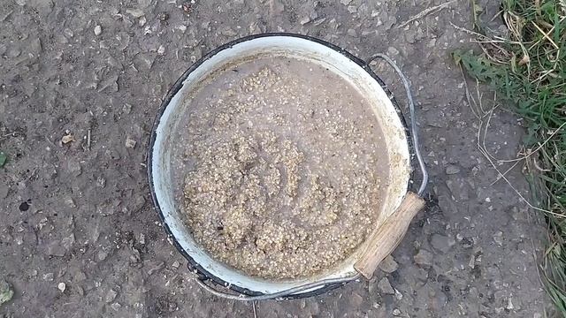 Утреннее кормление животных. Чем кормлю поросят. Feeding of the animals. What I feed the piglets.