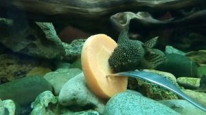 Анциструсы едят морковь.