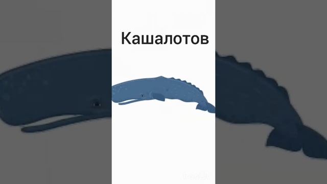 Факт#20Чего нет у дельфинов, косаток, кашалотов?#shorts #животные #интересно #познавательно #дельфи смотреть онлайн