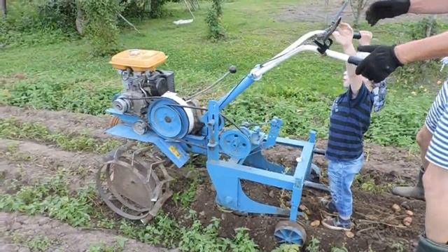 картофелекопалка своими руками на мотоблок.Артём помогает копать картошку.
