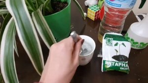 Цветы. Хлорофитум уход, полив, удобрение.