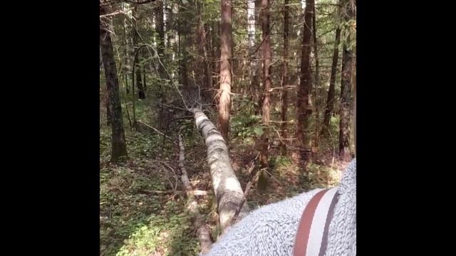 Сбор грибов, Весна / Осень. смотреть онлайн