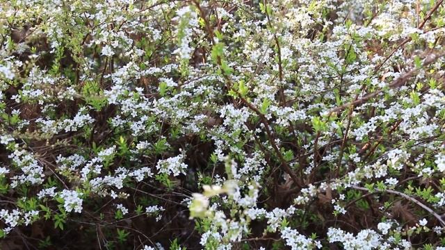 Golden Thunbergs spirea Spiraea thunbergii Ogon - Plant Identification