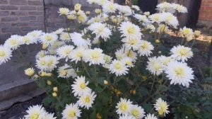 678 ?Сон .Последнее время?