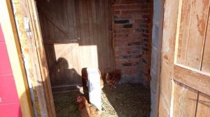 Симменталы-характер  коров