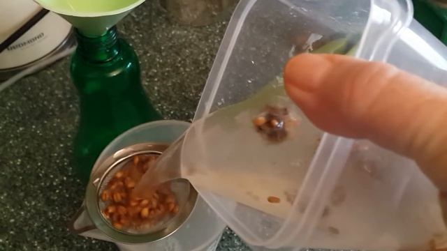 Как использую вырощенную триходерму.Проращиваю пшеницу для кур.