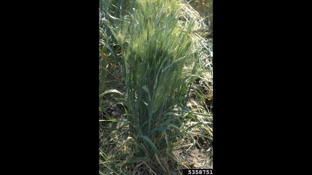 ЯЧМЕНЬ  (HORDEUM)  сем. Мятликовых
