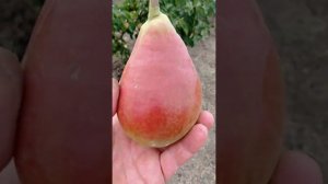 груша сорт Молдавская ранняя