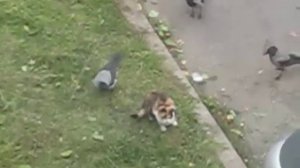 Вороны атакуют кота.AVI