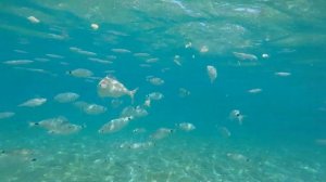 SARDEGNA CALA LUNA GOLFO DI OROSEI CALA GONONE FONDALE DIVING SNORKELING