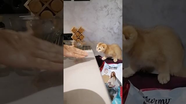 Как отучить маленькую кису лазать по столу? ??? смотреть онлайн