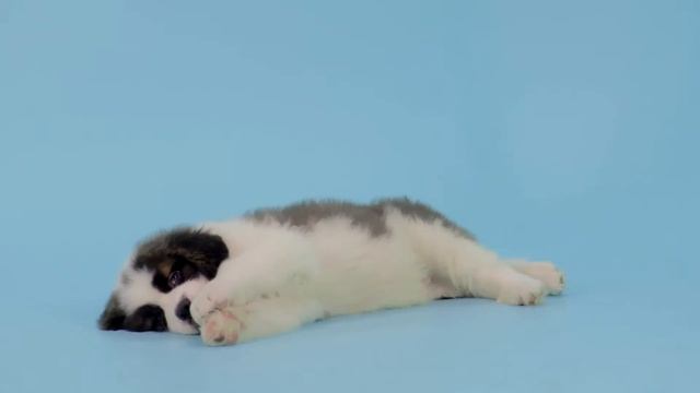 Cенбернар - 99+1 Породы собак смотреть онлайн