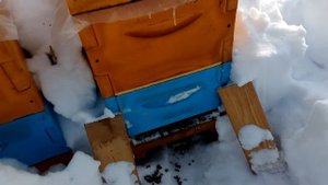 Зимовка среднерусских пчел в лесу часть 3