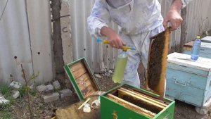 Профилактика болезней пчел/Как подкормить пчелопакет ранней весной.