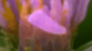 Венский вальс Альфред Шнитке