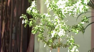 О поклонении Шримати Туласи Деви