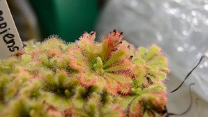 Drosera spatulata var. "Gympiensis"
