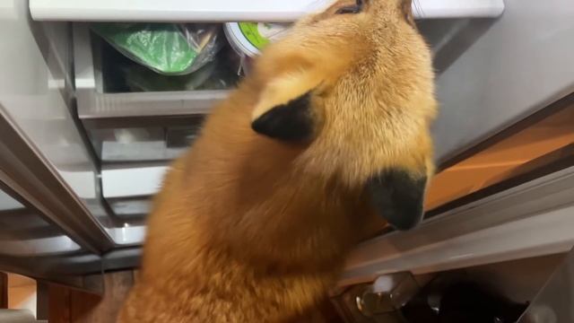 Алиса - лиса. Любовь к холодильнику смотреть онлайн