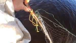 Рыбалка на Белом море!Споймал сеткой камбалы мешок!