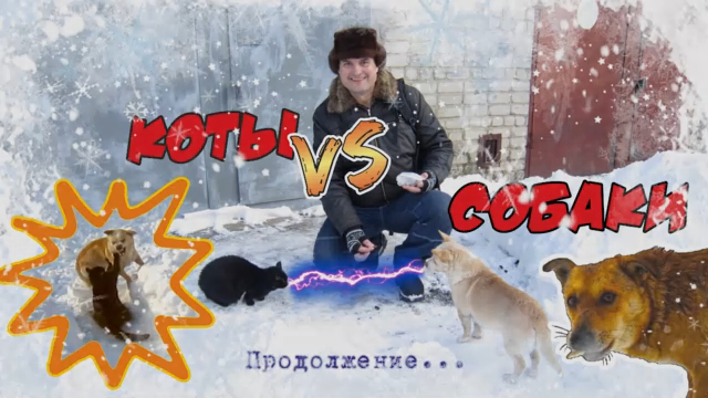 Коты vs Собаки / Из жизни Медведьевича
