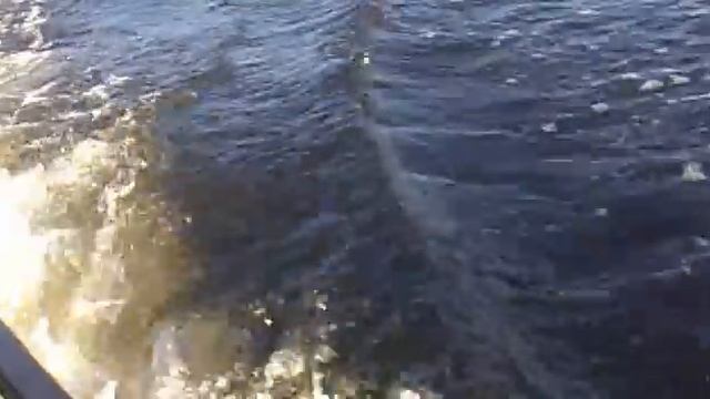 Sea Trip in Saarenpaa: Flinc 300 + Mercury 3.3 смотреть онлайн