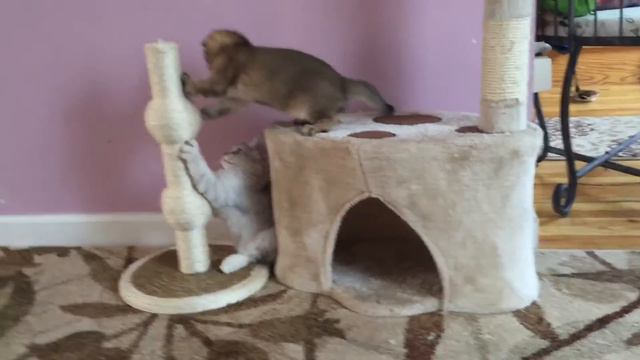 Scottish fold kittens смотреть онлайн