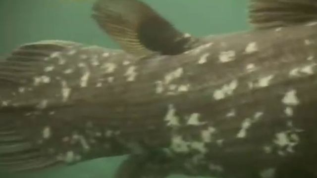 Латимерія_Educational movie is used on http://batrachos.com/