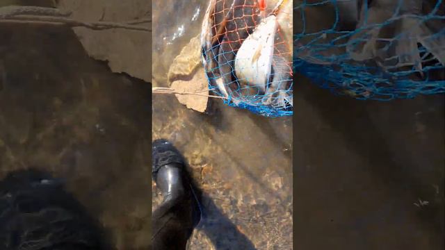 Городская рыбалка на Михайловской набережной