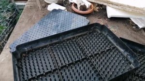 Тюльпаны. Лотки для гидропоники