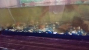 * Уход за рыбками* Меняем воду в аквариуме.