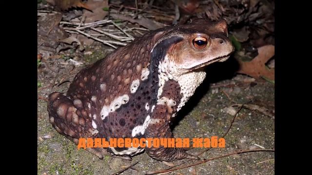 Фото жаб и лягушек с названием. смотреть онлайн
